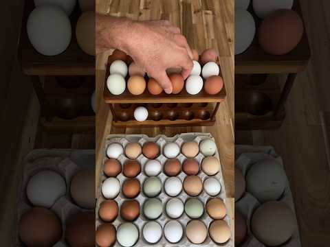 Egg fact #1. #summer #diy #homestead #hen #chicken #eggs #crazy #knowledge #know #facts #fact