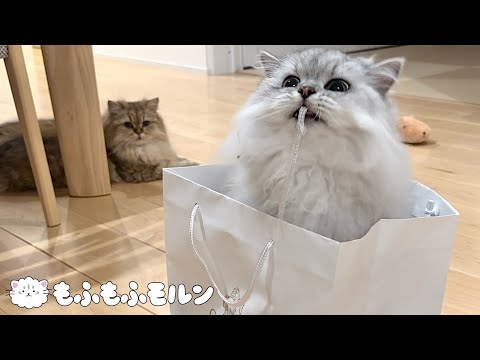 もふもふ猫兄妹の紙袋対決 【サイベリアン】