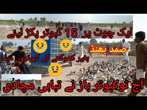 Kabootar Race In South Punjab// خان پور کے کبوتر باز نے کمال کر دیا // ایک چوٹ 10پر پکڑ لیئے #shorts