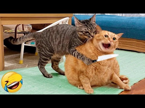 New Funniest Dogs and Cats Videos😀 - Funny Animal Videos 2023😂#4