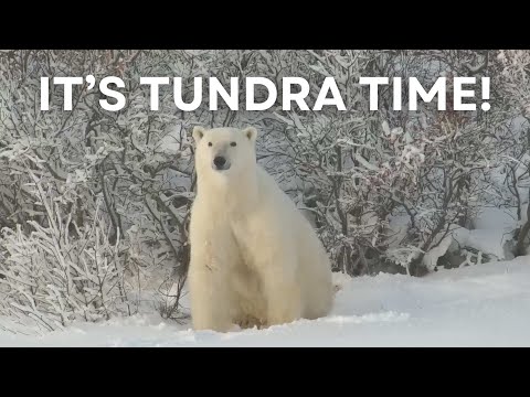 It’s Tundra Time! | Tundra Connections