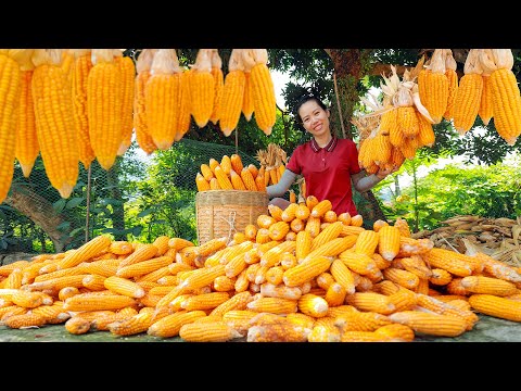 Harvest corn garden Goes to market sell | Caring for the vegetable garden | Mai Nha Tranh