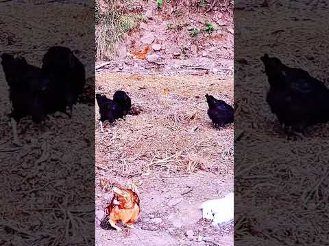 Race against Time| How our Girls Behave outdoors | #fjfarms #farmlife #backyardchicken #freerange