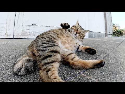 A fat tabby cat shows off its unique behavior to humans