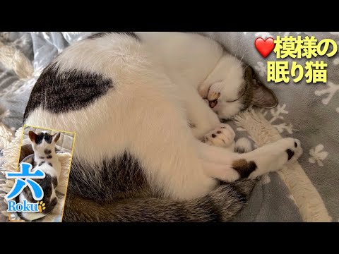 日光東照宮の「眠り猫」は平和の象徴とも言われています。我が家の愛猫は「ハート模様の眠り猫」 | [生まれ変わりの猫] 六 (Roku)