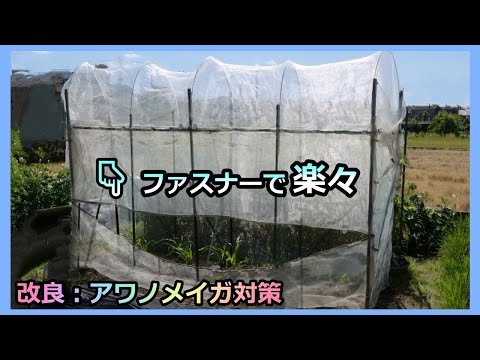 【寒冷紗ドームの楽々改良：アワノメイガ対策】トウモロコシ  無農薬 家庭菜園31年目