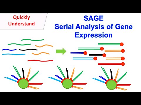 SAGE | Serial Analysis of Gene Expression