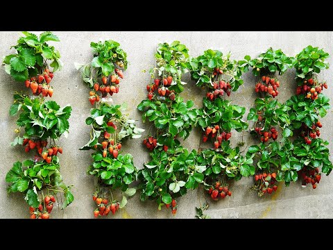 Turn Old Walls Into A Strawberry Garden Easily And Productively