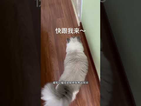 我家猫真的是凭智商带娃… #萌娃和萌宠