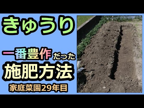 【キュウリ  一番豊作だった施肥方法】家庭菜園29年目 無農薬有機栽培