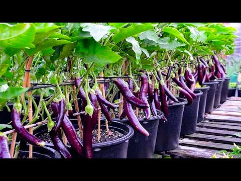 LIVE STREAM Useful Gardening Tips Vegetables on Balcony and Rooftops at Home for Beginners