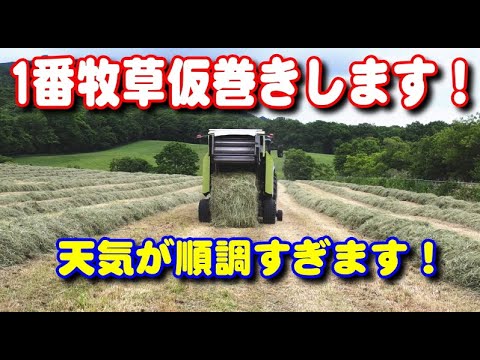 【トラクター】1番牧草 仮巻きします！