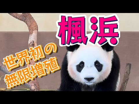 【パンダ】今回は楓浜！恐らくパンダ動画では世界初の無限増殖動画！可愛いフーたんが一杯登場します。何頭出てくるか数えてみて下さいね。