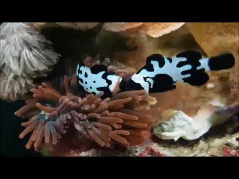 人工黑雪印小丑   Black Snowflake Ocellaris Clownfish  2k