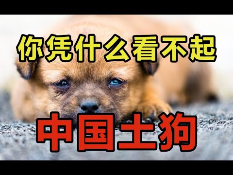 你憑什麼看不起中國土狗？