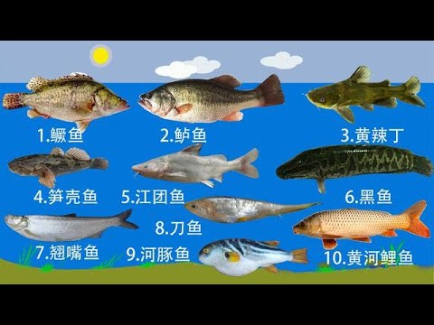 钓鱼人公认的10种最好吃的淡水鱼，黄河鲤鱼上榜，四大家鱼落榜！