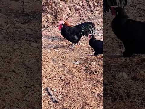 Gorgeous Australorp Rooster Mating a hen| #australorp #mating #breeding #rooster #heritagechicken