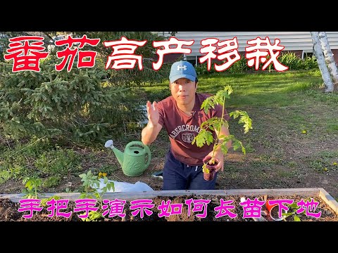 【渔耕笔记】种番茄 | 西红柿高产移栽  实现超强壮植株 种植细节全分享