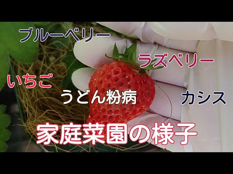 【家庭菜園】いちごのうどん粉病と我が家のフルーツ