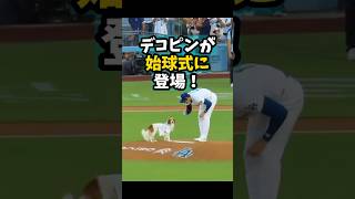 【大谷翔平】デコピンが始球式に登場！🐶🔥😍 #shorts #baseball #大谷翔平 #mlb