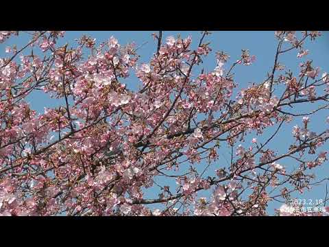 河津桜ほころぶ