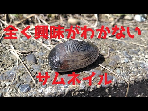 幻の貝を探しにドブへ向かうと