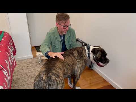 Helping an anxious dog relax with WEBB Bodywork