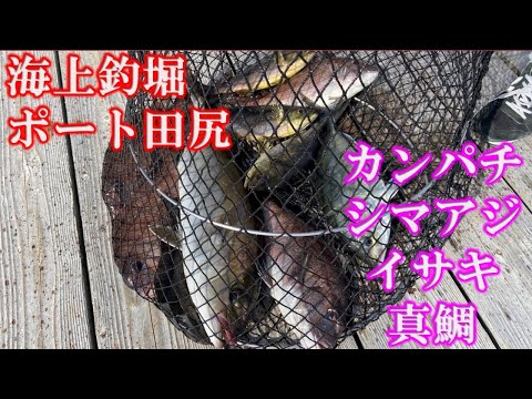 海上釣堀　海釣りポート田尻でカンパチ、シマアジ、マダイ、イサキを釣ったよ！ファミリーフィッシング