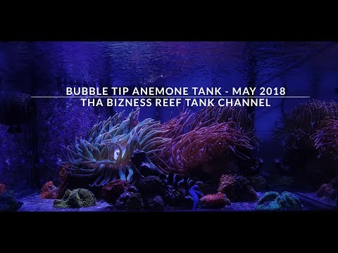 Introducing - The Bubble Tip Tank - May 2018