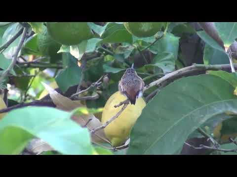 Day3 of the First  Fledged Hummingbird 02252022