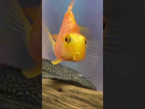 #pets #aquariumhobby #aquariumfish #viral #shorts  #shorts  #shorts #shorts