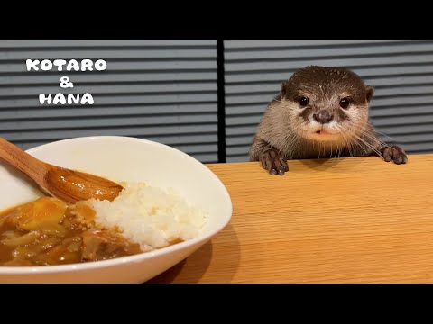 What Do Otters Do When Offered Human Food?