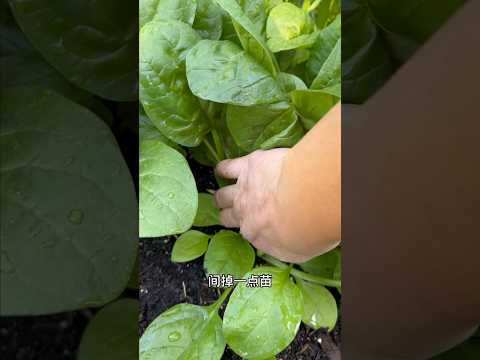 菠菜间苗Thinning spinach seedlings