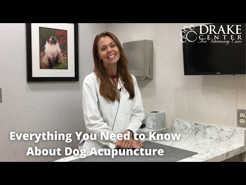 Everything You Need to Know About Dog Acupuncture