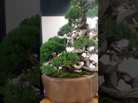 juniper bonsai #bonsai #bonsaitree #art #bonsaitaiwan #tsunamibonsai#fyp