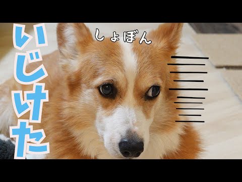 ２日連続散歩に行けなかった愛犬がこうなりました