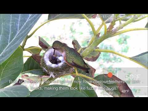 Hummingbird Hatch Watch: Newborns Avo and Cado, Plus Name Contest Results! 02/18/2023