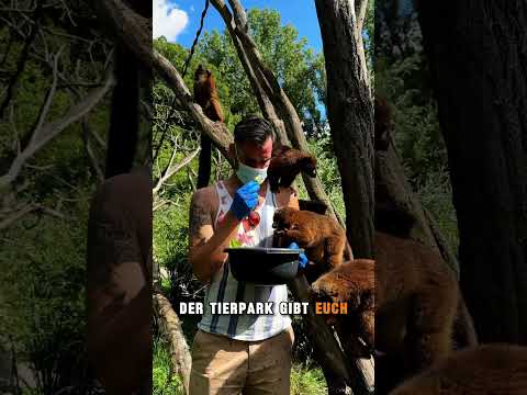 Mein Berlin Tipp: Lemuren füttern im Tierpark