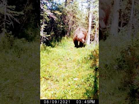 .....Forgot my beer spray...  #bear #brownbears #hiking