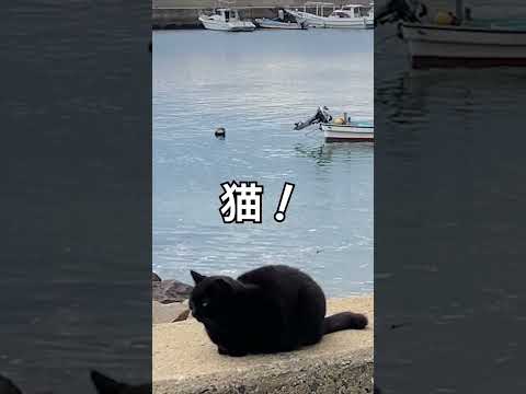 猫、猫、猫の島　相島で猫と遊ぼう