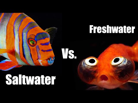 10 Reasons Why Saltwater is Better than Freshwater Aquariums