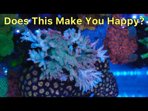 When Were You Happiest In Reefkeeping? The Prestige Reef Dork Show Ep 36