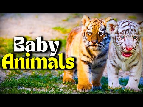 Baby Animals Video with their Mother | Amazing Baby Animals in the World | Creative Nature