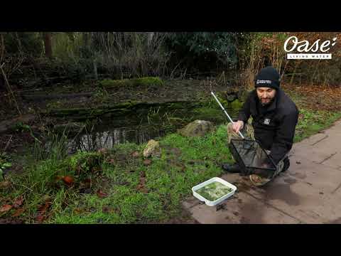 Pond Dipping with the Staffordshire Wildlife Trust