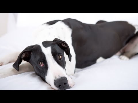 Great Dane Socialization Meeting New Friends