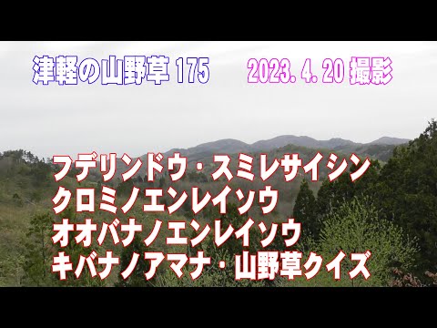 津軽の山野草175(ﾌﾃﾞﾘﾝﾄﾞｳ、ｽﾐﾚｻｲｼﾝ、ｸﾛﾐﾉｴﾝﾚｲｿｳ、ｵｵﾊﾞﾅﾉｴﾝﾚｲｿｳ、ｷﾊﾞﾅﾉｱﾏﾅ、山野草ｸｲｽﾞ)