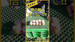 卵の殻は捨てないで！畑で有効活用【有機農家直伝！無農薬で育てる家庭菜園】　23/12/28　#shorts