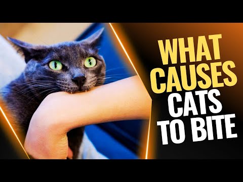 Why Do Cats Bite? Never Ignore These Reasons