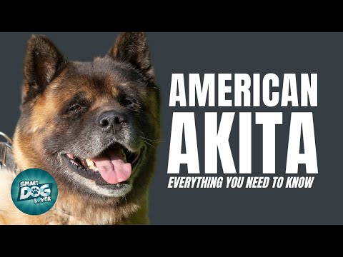 American Akita Dog Breed Guide | Everything You Need To Know