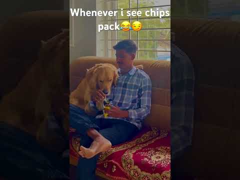 dogs and chips packet